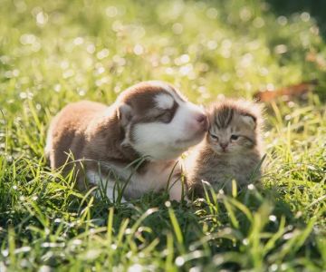 Beginner’s Guide to Veterinary Advice for New Pet Owners