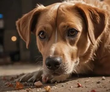 Understanding Canine Diabetes and Dietary Needs | Managing Your Dog’s Health