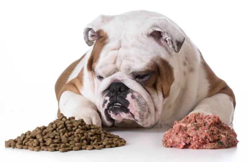 The Role of Fiber in Your Dog’s Diet and Digestive Health