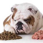 The Role of Fiber in Your Dog’s Diet and Digestive Health