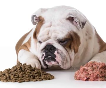 The Role of Fiber in Your Dog’s Diet and Digestive Health