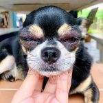 Signs of Allergic Reactions to Vaccines in Pets