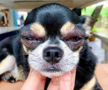 Signs of Allergic Reactions to Vaccines in Pets