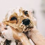 How to Reduce Anxiety in Dogs During Car Rides | Brothers Pets