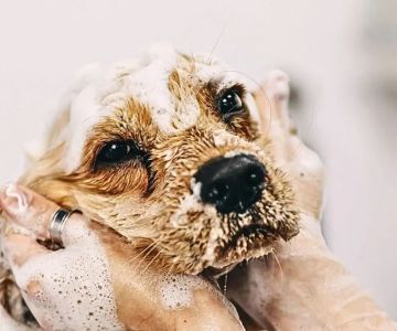 How to Reduce Anxiety in Dogs During Car Rides | Brothers Pets