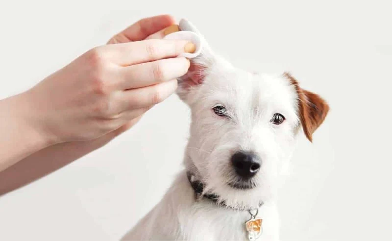 How to Prevent and Treat Dog Ear Mites Effectively in the US