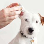 How to Prevent and Treat Dog Ear Mites Effectively in the US