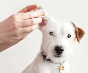 How to Prevent and Treat Dog Ear Mites Effectively in the US
