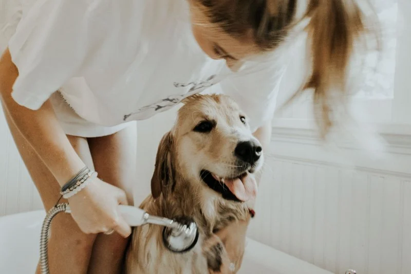 The Dos and Don'ts of Pet Grooming