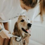The Dos and Don'ts of Pet Grooming