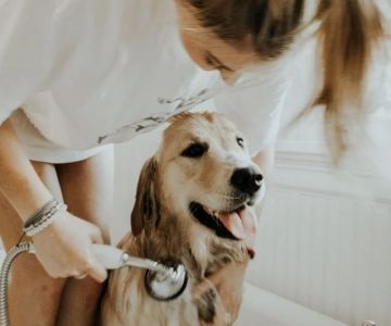 The Dos and Don'ts of Pet Grooming