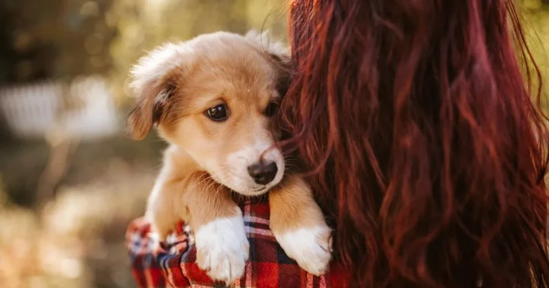 Expert Advice on Raising Puppies & Kittens – Tips for New Pet Parents