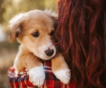 Expert Advice on Raising Puppies & Kittens – Tips for New Pet Parents