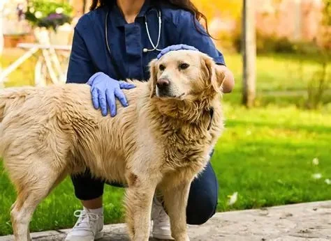 Top 9 Tips for Pet Training – Expert Advice for Happier, Well-Behaved Pets