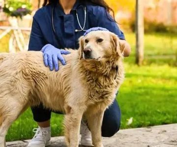Top 9 Tips for Pet Training – Expert Advice for Happier, Well-Behaved Pets