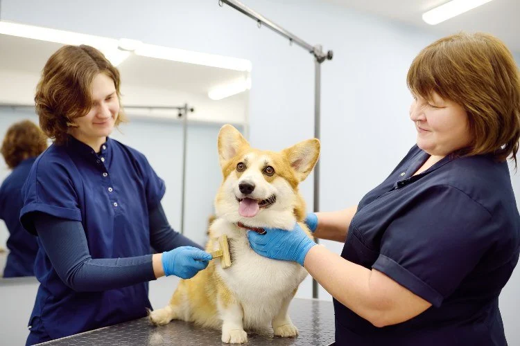 Best Practices for Dog Grooming Between Vet Visits: Essential Tips for Pet Care