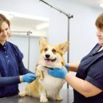 Best Practices for Dog Grooming Between Vet Visits: Essential Tips for Pet Care