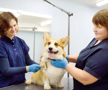 Best Practices for Dog Grooming Between Vet Visits: Essential Tips for Pet Care