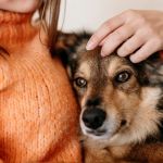 Expert Advice on Pet Health for Smarter, Happier Care