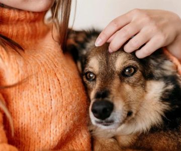 Expert Advice on Pet Health for Smarter, Happier Care