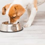 How to Safely Transition Your Pet to a New Food Brand – Expert Tips