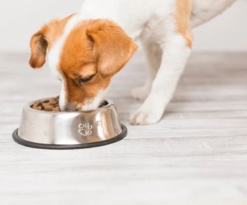 How to Safely Transition Your Pet to a New Food Brand – Expert Tips
