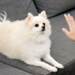 Top Puppy Training Mistakes and How to Avoid Them for Success