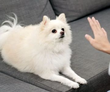 Top Puppy Training Mistakes and How to Avoid Them for Success