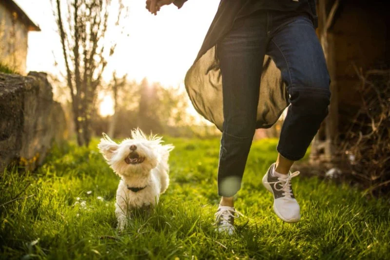 Top 13 Tips for Pet Health Every Owner Should Know