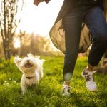 Top 13 Tips for Pet Health Every Owner Should Know