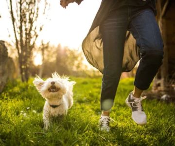 Top 13 Tips for Pet Health Every Owner Should Know