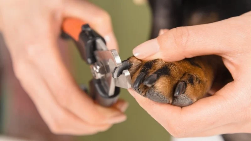 How to Safely Trim Your Dog's Nails at Home