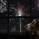 How to Calm Pet Anxiety During Thunderstorms and Fireworks