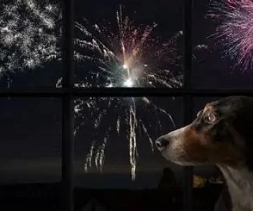 How to Calm Pet Anxiety During Thunderstorms and Fireworks