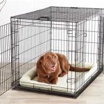 Best Methods for Crate Training a Puppy Successfully