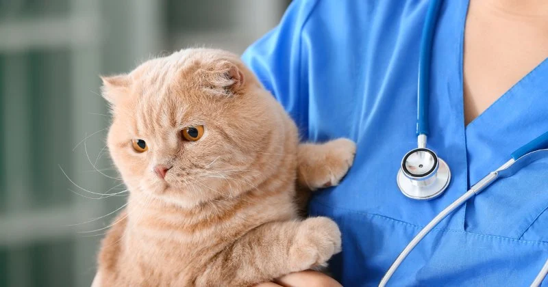 Why Pet Insurance Can Save You Thousands in Emergency Vet Bills