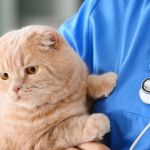 Why Pet Insurance Can Save You Thousands in Emergency Vet Bills