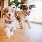 How to Improve Your Puppy & Kitten Care: Essential Tips for New Pet Owners