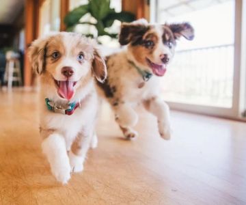 How to Improve Your Puppy & Kitten Care: Essential Tips for New Pet Owners