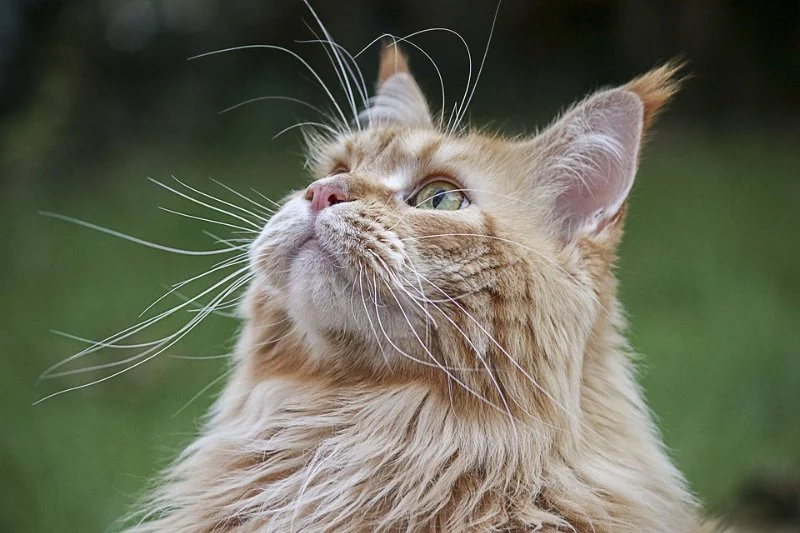 Effective Tips for Preventing Hairballs in Long-Haired Cats – Keep Your Cat Healthy