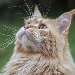 Effective Tips for Preventing Hairballs in Long-Haired Cats – Keep Your Cat Healthy