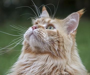 Effective Tips for Preventing Hairballs in Long-Haired Cats – Keep Your Cat Healthy