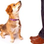 How to Teach Your Dog Basic Commands Quickly: Expert Tips and Techniques