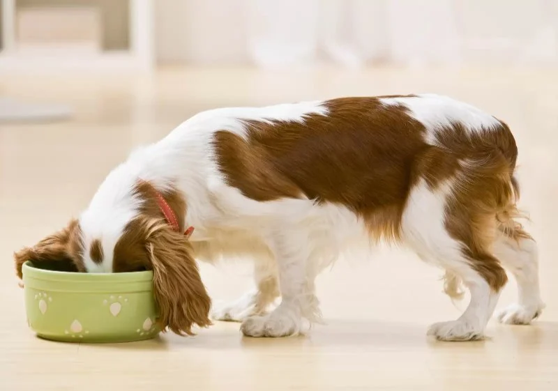 Human Foods That Are Surprisingly Safe for Dogs: A Guide for Pet Owners