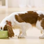 Human Foods That Are Surprisingly Safe for Dogs: A Guide for Pet Owners