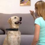 Top 9 Tips for Pet Training That Actually Work