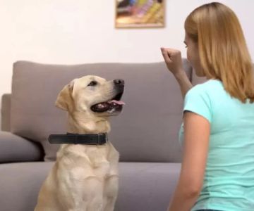 Top 9 Tips for Pet Training That Actually Work