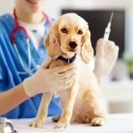 Top 7 Tips for Pet Vaccination Every Owner Should Know