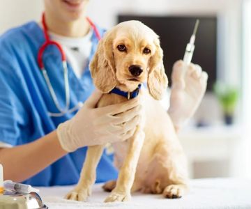 Top 7 Tips for Pet Vaccination Every Owner Should Know