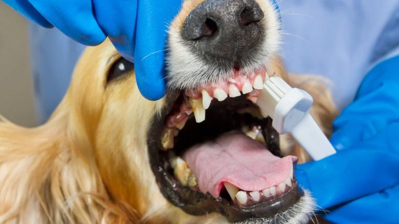 Best Practices for Dog Dental Cleaning at Home